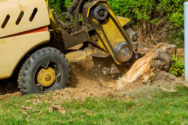 Best Local Tree Services  in San Luis, AZ